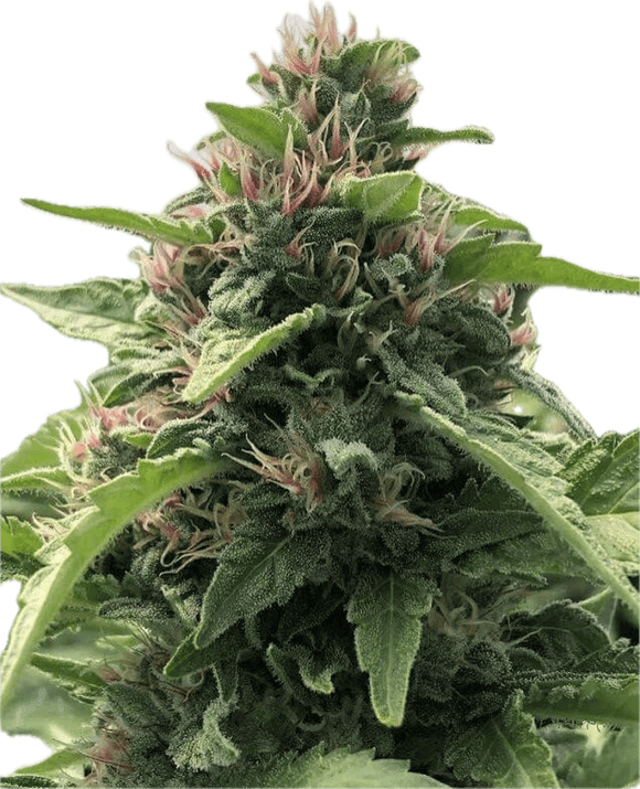 Papaya Melonz Clone
