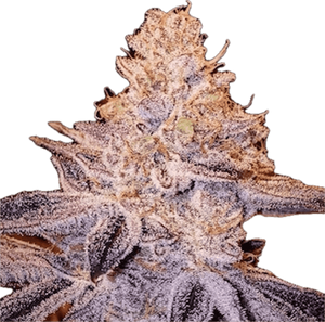 Peach Crescendo Clone