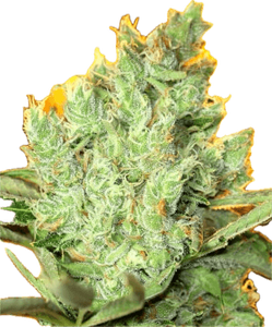 Pine Fruit Clone