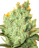 Pine Fruit Clone