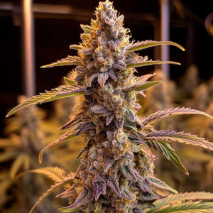 Pineapple Fruz Clone