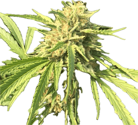 Pineapple Preserves Clone