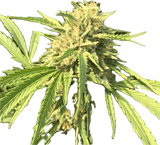 Pineapple Preserves Clone