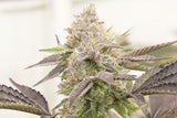 Pink Cookies Clone