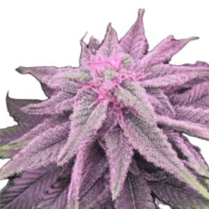 Pink Lemonade Clone