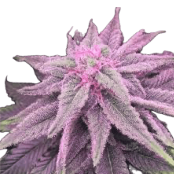 Pink Lemonade Clone
