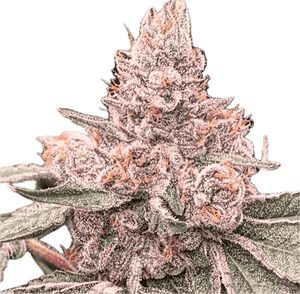 Pink Runtz Clone