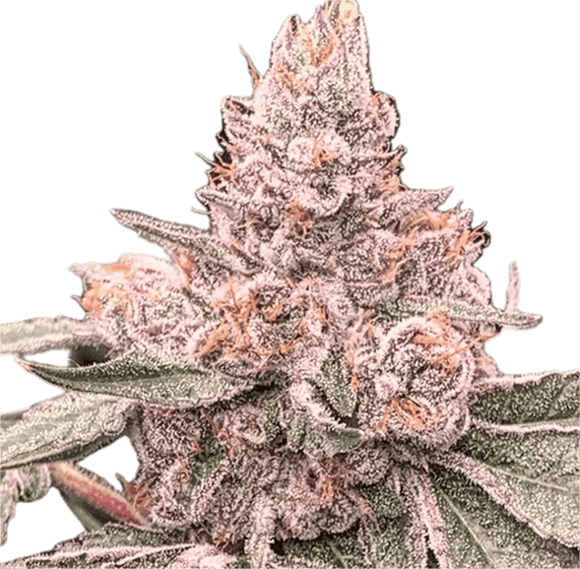 Pink Runtz Clone