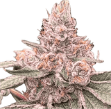 Pink Runtz Clone
