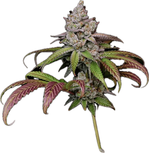Pink Zkittles Clone