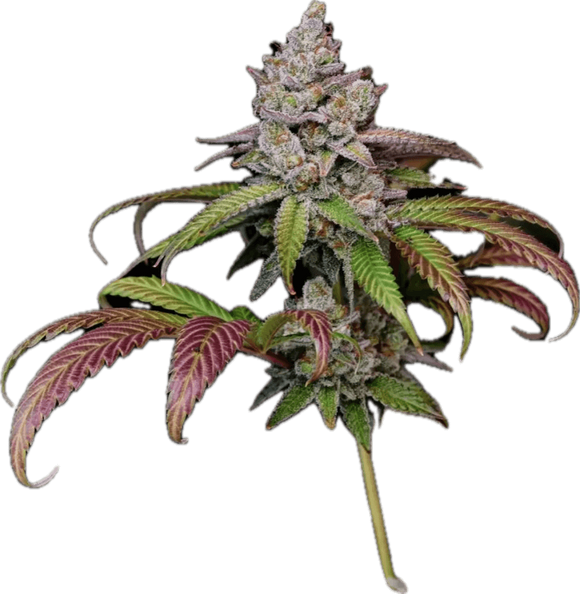 Pink Zkittles Clone