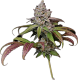 Pink Zkittles Clone