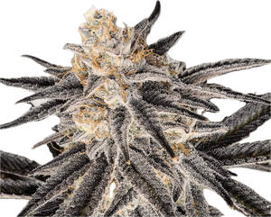 Platinum Glue Clone