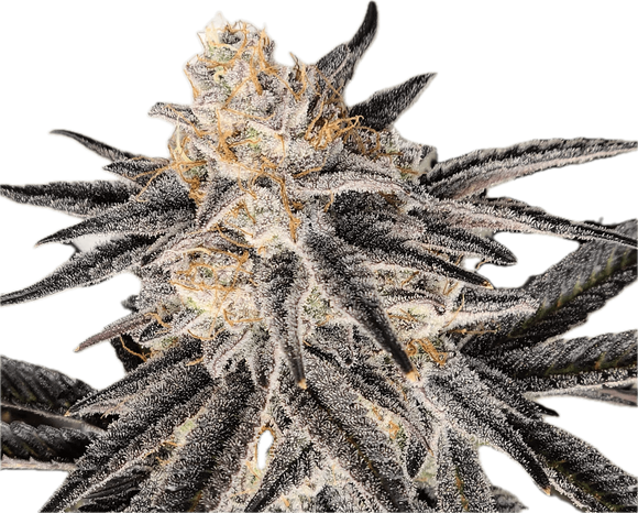 Platinum Glue Clone