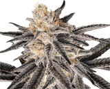 Platinum Glue Clone