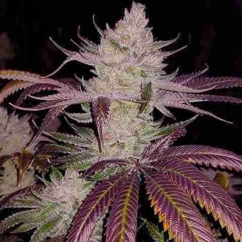 Platinum Cookies Clone