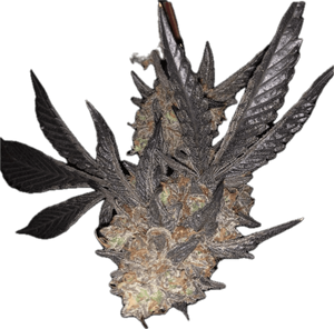 Bay Area Pop Rocks Clone