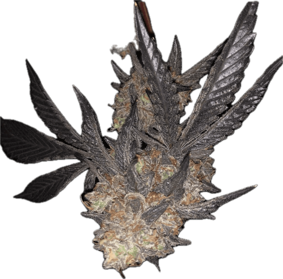 Bay Area Pop Rocks Clone