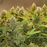 Mass Medical Strains - Prayer Pupil
