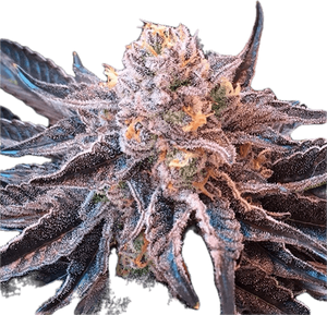 Punch Breath Clone