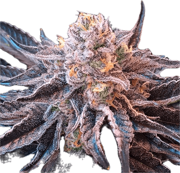 Punch Breath Clone
