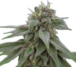 Pure Kush Clone