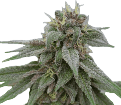 Pure Kush Clone