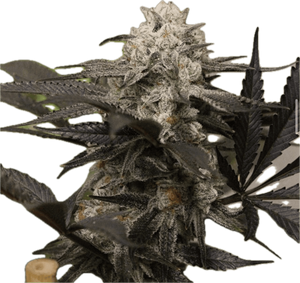 Purple Punch Clone