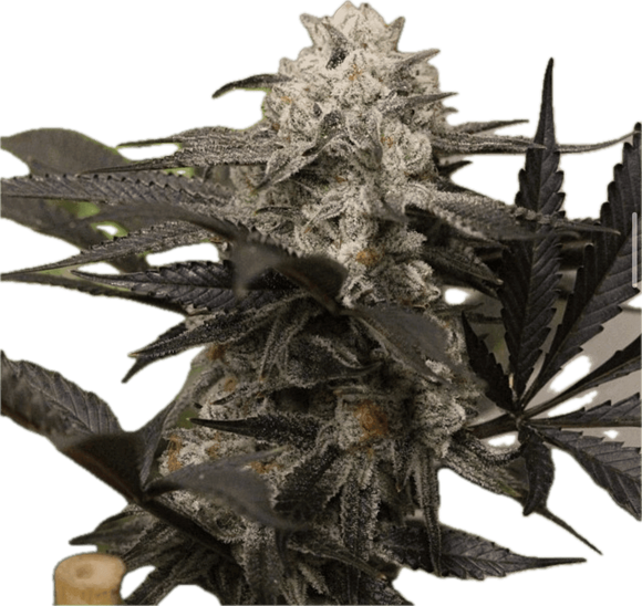 Purple Punch Clone