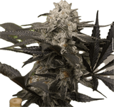 Purple Punch Clone