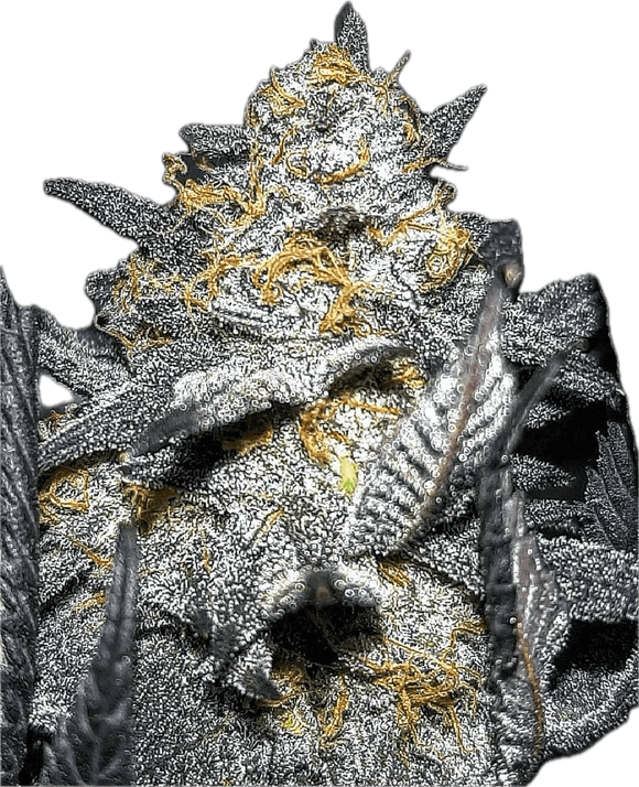 Rainbow Unicorn Clone