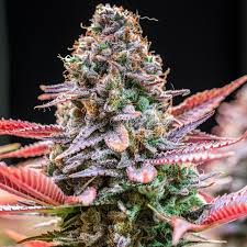 Rainbow Runtz Clone