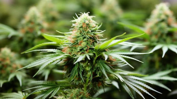 Raising Cane Clone