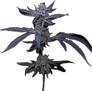 Red Runtz Clone
