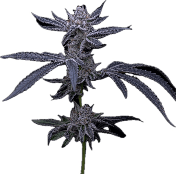 Red Runtz Clone