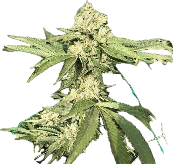 San Fernando Valley OG 