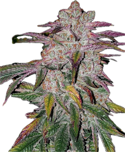 Super Lemon Haze x MAC Clone