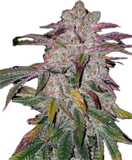 Super Lemon Haze x MAC Clone