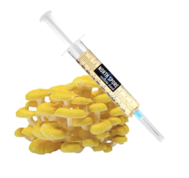 Golden Oyster Mushroom Liquid Culture Syringe