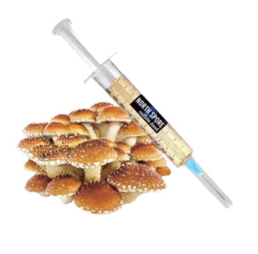 Chestnut Mushroom Liquid Culture Syringe