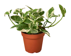 Pothos 'N'joy'