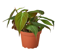 Philodendron 'Velvet'