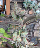 Well Grown Seeds - Vanilla JamBreath