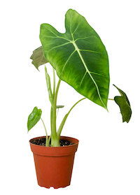 Alocasia Micholitziana 'Frydek'