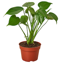 Philodendron Monstera Split-Leaf