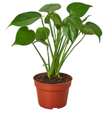 Philodendron Monstera Split-Leaf