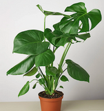 Philodendron Monstera Split-Leaf