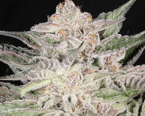 Mass Medical Strains Platinum Pupil Punch