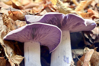 Blewit Mushroom Liquid Culture