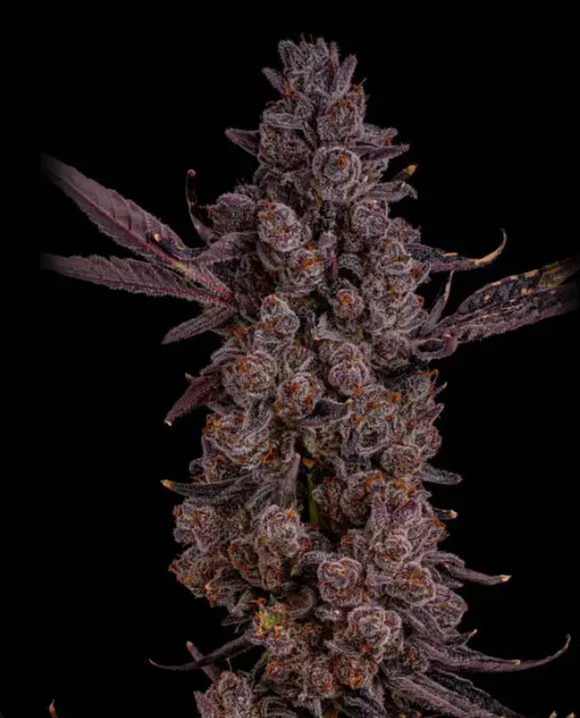 Super Rock Pop Clone